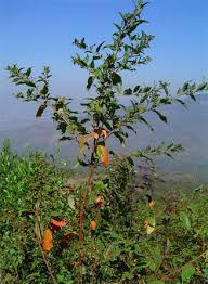 Image result for Clutia