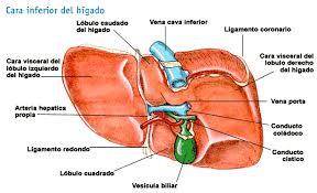 Pin En Impresion 3d