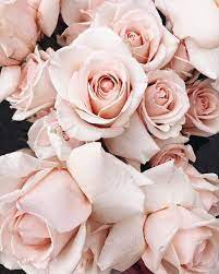 Maybe you would like to learn more about one of these? Pin On Pink Roses