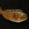 Skill fish games near me. Https Encrypted Tbn0 Gstatic Com Images Q Tbn And9gcs5 51bcwo4sxcpzo5fnue Ypdglapjvmp8uk5 Jleoay9b Cyl Usqp Cau