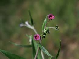 Image result for Cynoglossum coeruleum