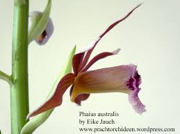 Image result for Phaius occidentalis