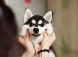 But there may be no more joyful, exuberant, friendly dog in the animal kingdom, and none more. Floofy Husky Siberian Husky Husky Husky Puppy