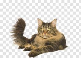 The maine coon has an average life span of between 12 and 15 years. Maine Coon Norwegian Forest Cat Asian Semi Longhair Whiskers Domestic Long Haired Kitten Transparent Png