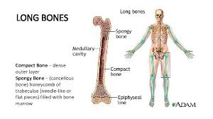 Cancellous bones, compact bone, cortical bone, diaphyses, haversian canal, lamella, marrow cavity, osseous tissue, osteons, spongy bone, trabeculae. Cancellous Bone And Compact Bone