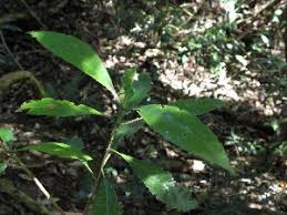 Image result for Pavetta revoluta