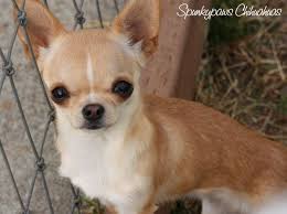 Spunkypaws Chihuahuas Spunky Hollywood Starlet Bred By Dana Baker Cute Chihuahua Chihuahua Puppies Chihuahua Dogs