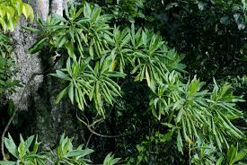 Image result for Solanecio cydoniifolius