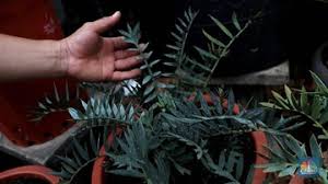 Adapun lebar daun bisa mencapai 2 hingga 4 inci dan panjangnya beberapa jenis tanaman lidah mertua ini mirip dengan lidah mertua yang biasa ditemui sebagai tanaman hias di rumah. Lidah Buaya Hingga Lidah Mertua 7 Tanaman Hias Sedot Racun