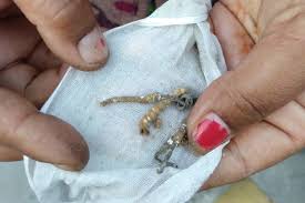 Apart from uttarakhand in india, this herb is also found in the himalayan. Cordyceps How Harvesting Himalayan Viagra Has Improved The Lot Of Uttarakhand S Villagers