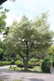 Image result for Sebaea pentandra