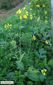 Image result for Brassica rapa