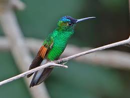Pin On Hummingbirds