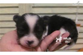 The color of the coat can have various colors including white, black, brown. Meet Itsey A Cute Chihuahua Puppy For Sale For 850 Tiny Black White Long Hair Papillon Dog
