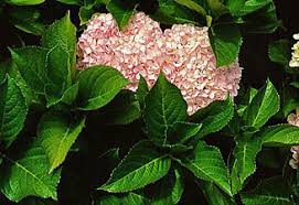 Image result for Hydrostachys polymorpha