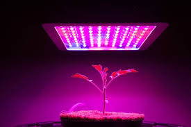 However, you can assume the reason behind this increase is, using artificial grow lights in growing plants indoors is trending nowadays and also fruitful in many positive aspects. Growing Plants Under Artificial Light What S Missing
