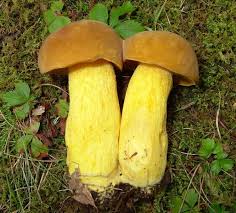 Image result for Boletus variipes