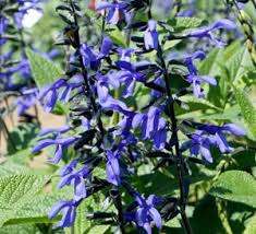 Black And Bloom Salvia Jardim