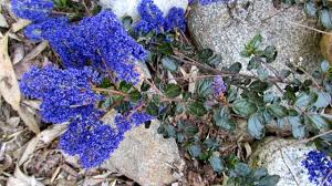 Image result for Nicolasia nitens