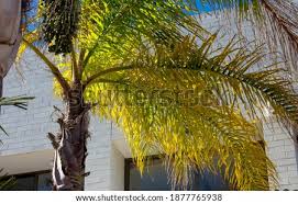 Palm tree pos solutions is a leading florida retail pos provider, helping businesses control shrinkage, operate more efficiently and increase profits. Queen Palm Tree Stock Photos And Images Avopix Com