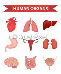 There are no comments for female anatomy of internal organs. Internal Organs Of The Human Icons Set Flat Style Collection Stock Vector Crushpixel