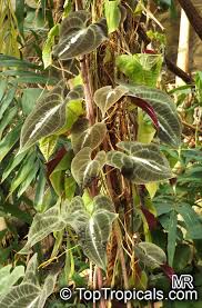 Image result for Dioscorea dumetorum
