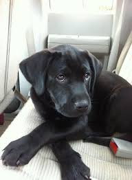 Black And Tan Labrador Puppies For Sale Black Lab Puppy Eyes Car Cute Puppies Puppies Lab Puppy