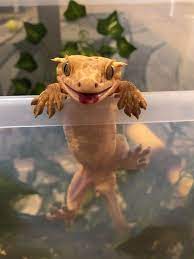 Blep Reptiles Pet Lizards Cute Lizard Cute Reptiles
