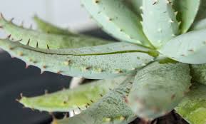 Entre las propiedades del aloe vera las coronas destacan Aqui La Tierra Aloe Vera Sus Claves Y Propiedades Rtve