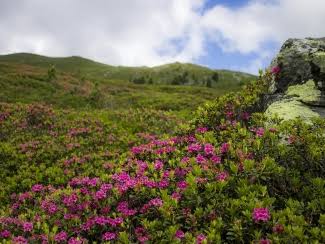 Image result for Shingba Rhododendron Sanctuary flora and fauna sikkim