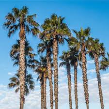 Maybe you would like to learn more about one of these? Seeds Of Mexican Fan Palm Washingtonia Robusta T O G