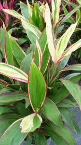 Cordyline Candy Cane 3 Plant Structure Plants Delivered Plants