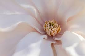 Image result for Magnolia White 1980 Amos and Sons