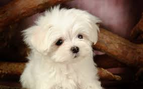 Free Download Fluffy Maltese Puppy Dogs White Maltese Puppies Wallpapers 1280800 1280x800 For Your Desktop Mobile Tablet Explore 47 Maltese Puppies Wallpaper Maltese Puppies Wallpaper Maltese Desktop Wallpaper Maltese Cross Wallpaper