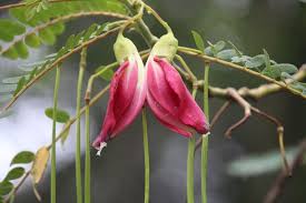 Image result for Sesbania macrantha