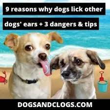 9 Reasons Why Dogs Lick Other Dogs Ears 3 Dangers Tips Dogsandclogs