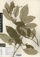 Image result for Croton megalocarpus