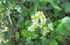 Image result for Microglossa