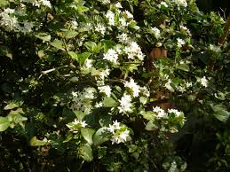 Image result for Carissa bispinosa