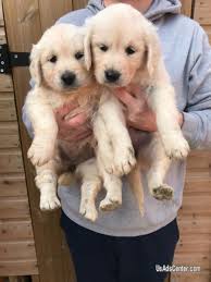 Smaller numbers of pups are priced higher than larger numbers. Brave Golden Retriever Puppies Pets For Sale In Birmingham Alabama Usadscenter Com Mobile 200633