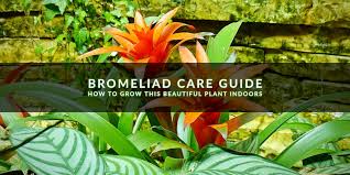 However, a small amount of fertilizer given at the right times can really enhance bromeliad foliage and flowers during the growing season. Bromeliad Indoor Plant Care Guide Indoor Gardening