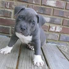 Pin By Anna Bazik On Pit Bulls American Pitbull Terrier Pitbull Puppies American Pitbull Puppies