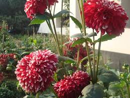 A Beautiful Flower Of Bangladesh Flowers Beautiful Flowers Flower Photos
