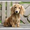 We are a small family kennel specializing in exceptional akc registered english cream miniature dachshunds with championship pedigrees from imported bloodlines. 1