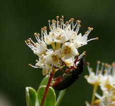 Image result for Terminalia randii