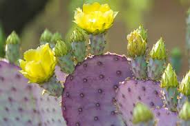 She attacks by shooting piercing spikes at zombies, being able to bury herself to deal ground damage. 23 Of The Best Defensive Plants For Home Security Gardener S Path