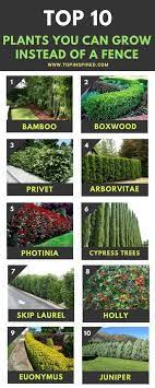 Some vining plants that grow fast are ivy, clematis or hops. Top 10 Beautiful Plants You Can Grow Instead Of A Fence Backyard Trees Natural Fence Fence Plants