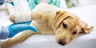 No it cannot be administered. Is Tramadol An Effective Analgesic For Dogs And Cats