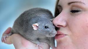 Messe "Hund und Heimtier" 2011 in der Westfalenhalle Dortmund