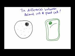 We did not find results for: The Differences Between Animal Cell And Plant Cell Under Light Microscope Youtube
